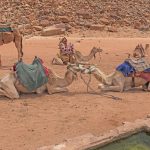 camels nuzzling at an oasis HL5JR39 2