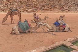 How Do Camels Survive In The Desert? 2 camels nuzzling at an oasis HL5JR39 scaled e1631183555433