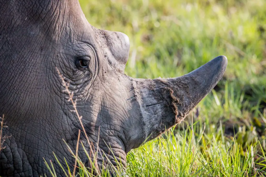 What Do Rhinos Eat: Do They Eat Meat? ???? (Answered) 2 close up of a white rhino grazing 2QKF7CS