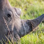 close up of a white rhino grazing 2QKF7CS