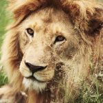 close up of big lion in africa NZW7JTN