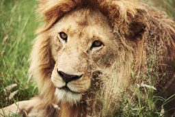 close up of big lion in africa NZW7JTN scaled e1631906982618