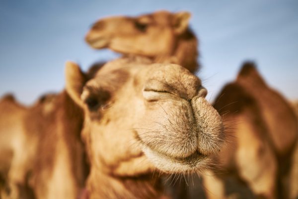 Can And Do Camels Spit? (Explained) 2 close up view of camel in desert 92UVBNS scaled e1674250455710