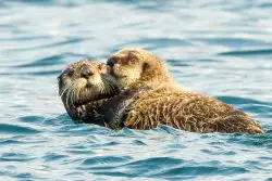 closeness of an otter mom baby L9KZQ7E e1632771462807