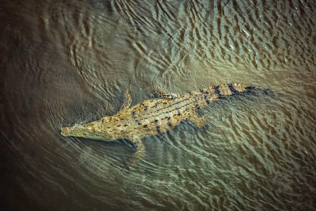 Can You Outrun A Crocodile On Land Or In Water? ???? (Explained) 2 costa rica alligator 3YMCPVM