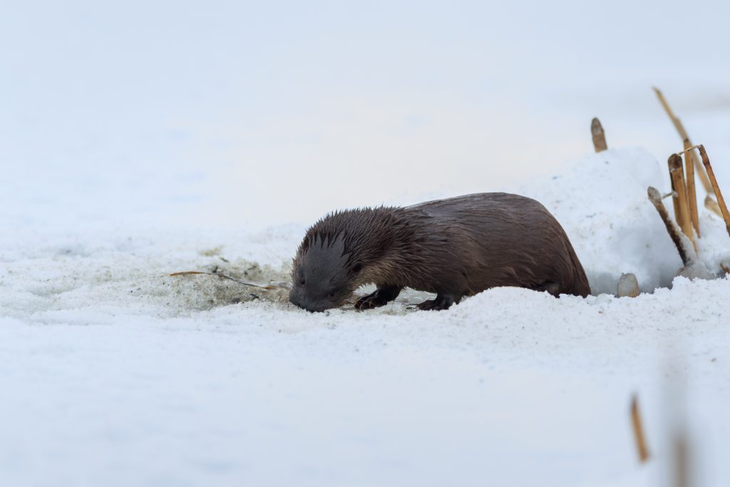 Do Otters Hibernate? ???? 2 european otter lutra lutra PDL7G5Q