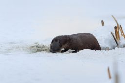 european otter lutra lutra PDL7G5Q scaled e1632773248216