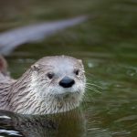 european otter lutra lutra also known as eurasian PXW5LBJ