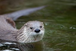 european otter lutra lutra also known as eurasian PXW5LBJ scaled e1632917193869