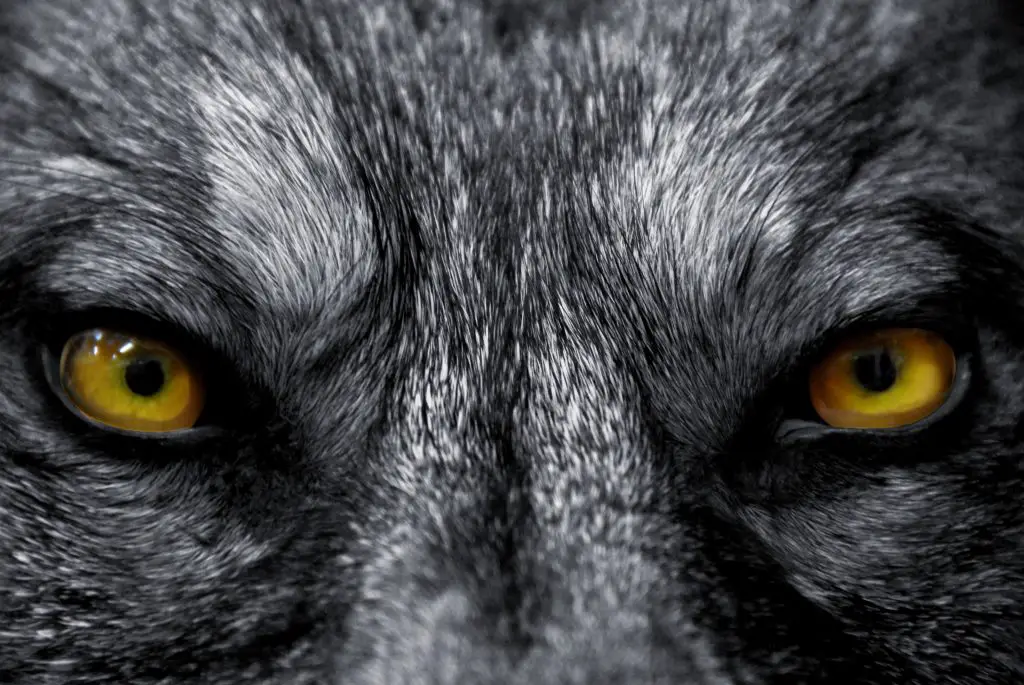 Do Wolves Have Night Vision? Superpower? 2 eyes of wolf P89KAWK