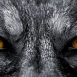 eyes of wolf P89KAWK