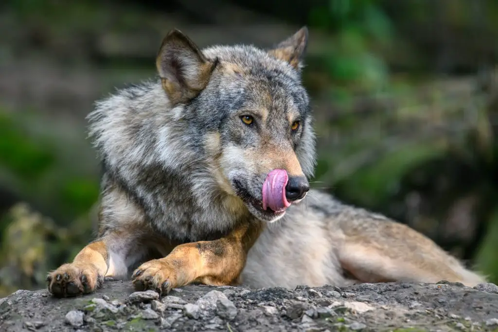 Do Wolves Attack Cats? ???? (Explained) 2 Gray wolf, Canis lupus, in the summer light, in the forest. Wolf in the nature habitat
