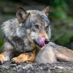 Gray wolf, Canis lupus, in the summer light, in the forest. Wolf in the nature habitat