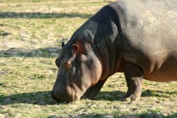 How Many Species Of Hippo Are There? ???? 2 hippo canada RMH4DSL scaled e1632826724877