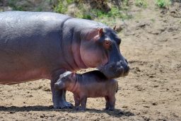 Where Do Hippos Live? ???? 2 hippo hippopotamus amphibius PTRP6CZ scaled e1632901485761