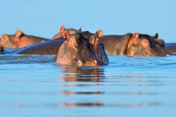 Can Hippos Drown - Or Can Hippos Float? ???? (Answered) 3 hippo in the water PNA7PLM scaled e1632078672186