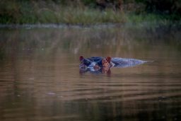 hippo in the water starring at the camera WXZBHQ3 scaled e1632896954662