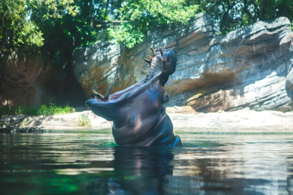 Can A Hippo Kill A Rhino? Hippo vs Rhino 2 hippo opening mouth wide KY983WX