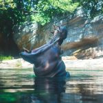 hippo opening mouth wide KY983WX