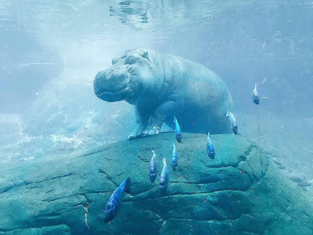 Can Hippos Jump? ???? 2 hippo under the water surrounded by fishes 9BJ6KUS