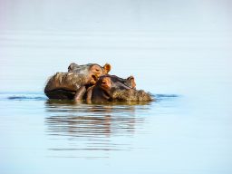 How Fast Can A Hippo Move In Water? ???? 2 hippos herd at lake naivasha np kenya HG3TA67 scaled e1632908299714