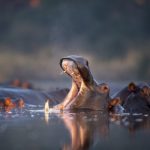 hippos hippopotamus amphibius rest in a water hole YRQY5Y5 scaled e1656456708907