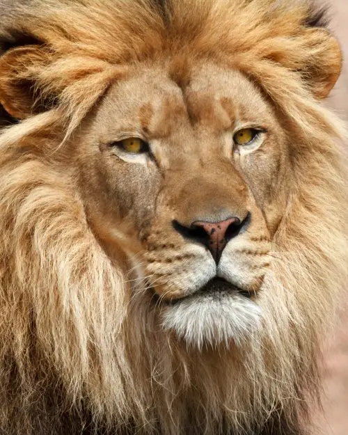 20 Of The Deadliest Animals in the World (Incl. Surprises) 16 lion PKWH4XN scaled e1656974946713