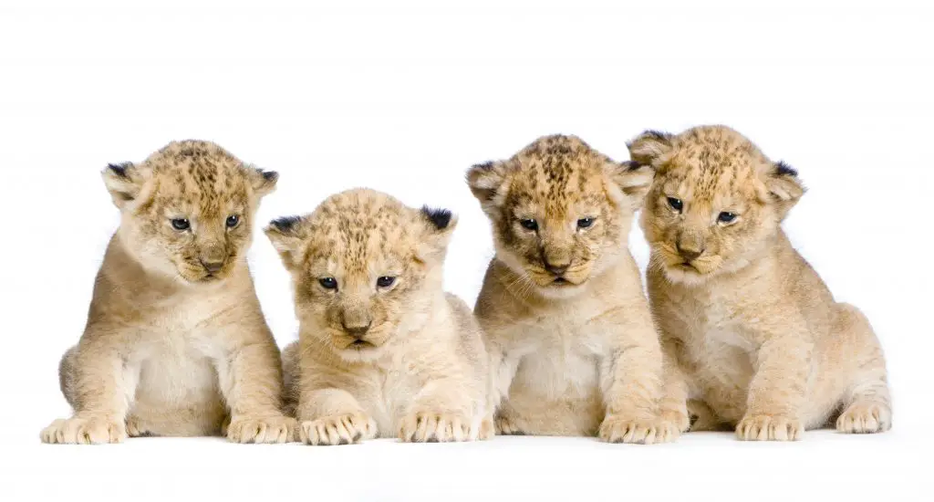 Can Lions Be Domesticated? ???? 2 lion cub PADK4GS
