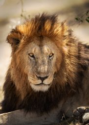 Do Lions Eat Other Lions? (Are They Cannibalistic) 3 lion portrait WTA3PUQ scaled e1631908758525