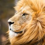 male african lion PNHECP7
