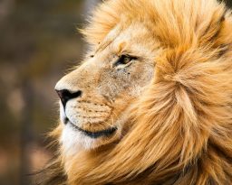 Can Lions Be Domesticated? ???? 3 male african lion PNHECP7 scaled e1631907627925