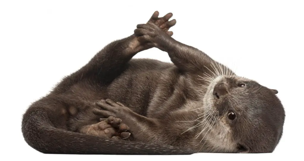 Can Otters Be Pets? ???? 2 oriental small clawed otter amblonyx cinereus 5 ye PS4X2ZC
