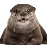 oriental small clawed otter amblonyx cinereus 5 ye PTCC36R scaled e1632774208490