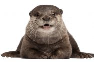 oriental small clawed otter amblonyx cinereus 5 ye PTCC36R scaled e1632774218122