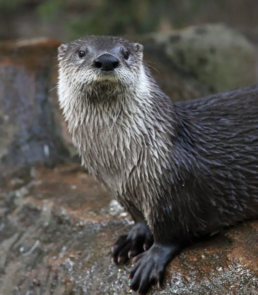 otter PJ3CHUR