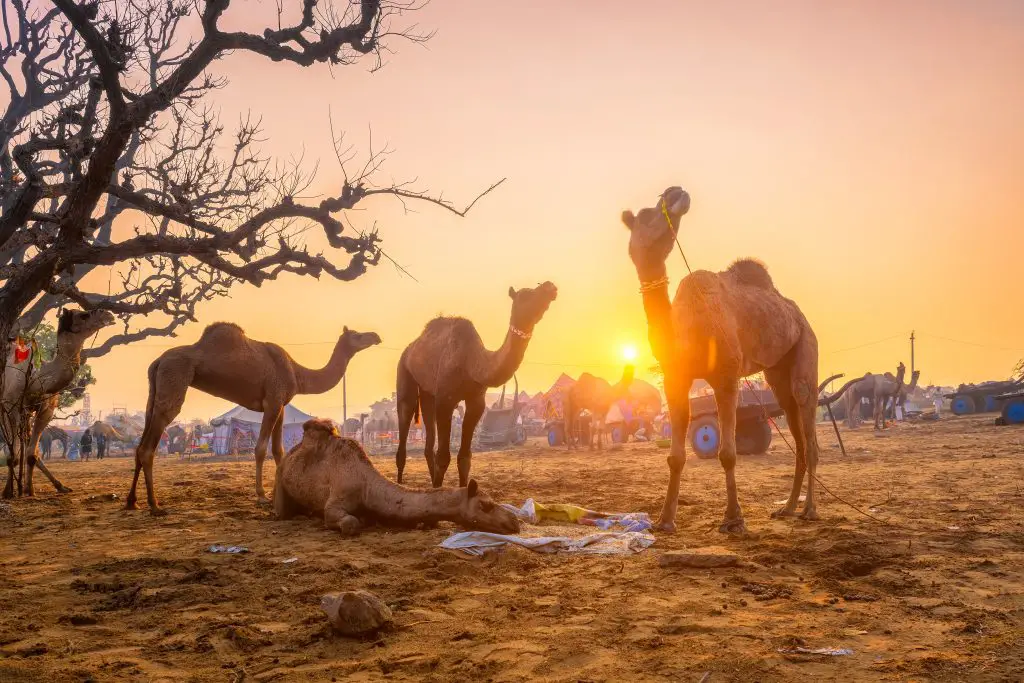 How Long Can Camels Go Without Drinking Water? 3 pushkar mela camel fair festival in field eating c LMMP56P