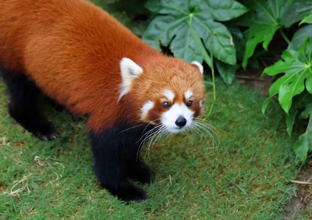 Will Snow Leopards Eat Red Pandas? (Answered) 2 red panda LB5GDE5