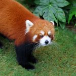 red panda LB5GDE5