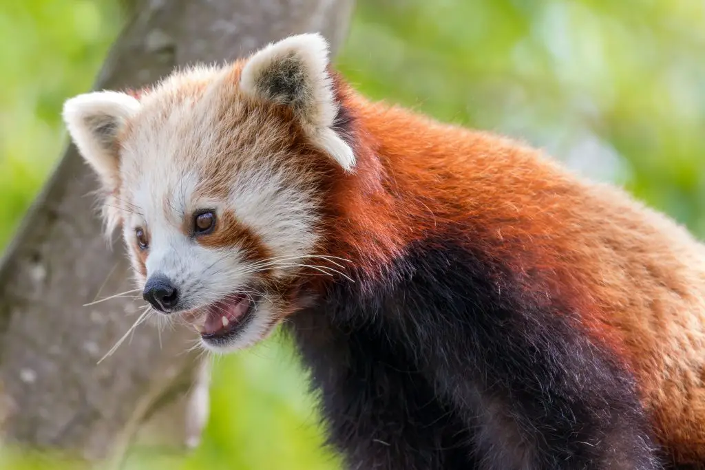 Can You Have a Red Panda as a Pet? (Answered) 2 red panda with open mouth KUKPNGH