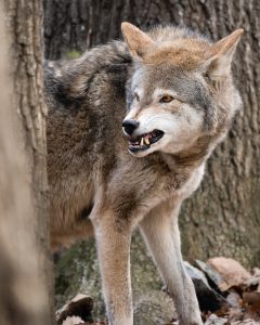 Can You Domesticate A Wolf? ???? (Answered) 2 red wolf snarling ZECR457