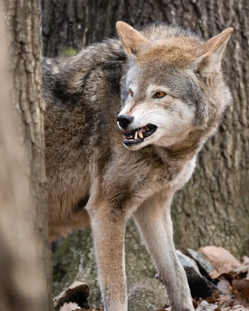 20 Of The Deadliest Animals in the World (Incl. Surprises) 13 red wolf snarling ZECR457