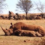 rhino mama and baby QFAWC5P