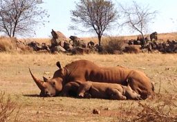 rhino mama and baby QFAWC5P scaled e1632942350336