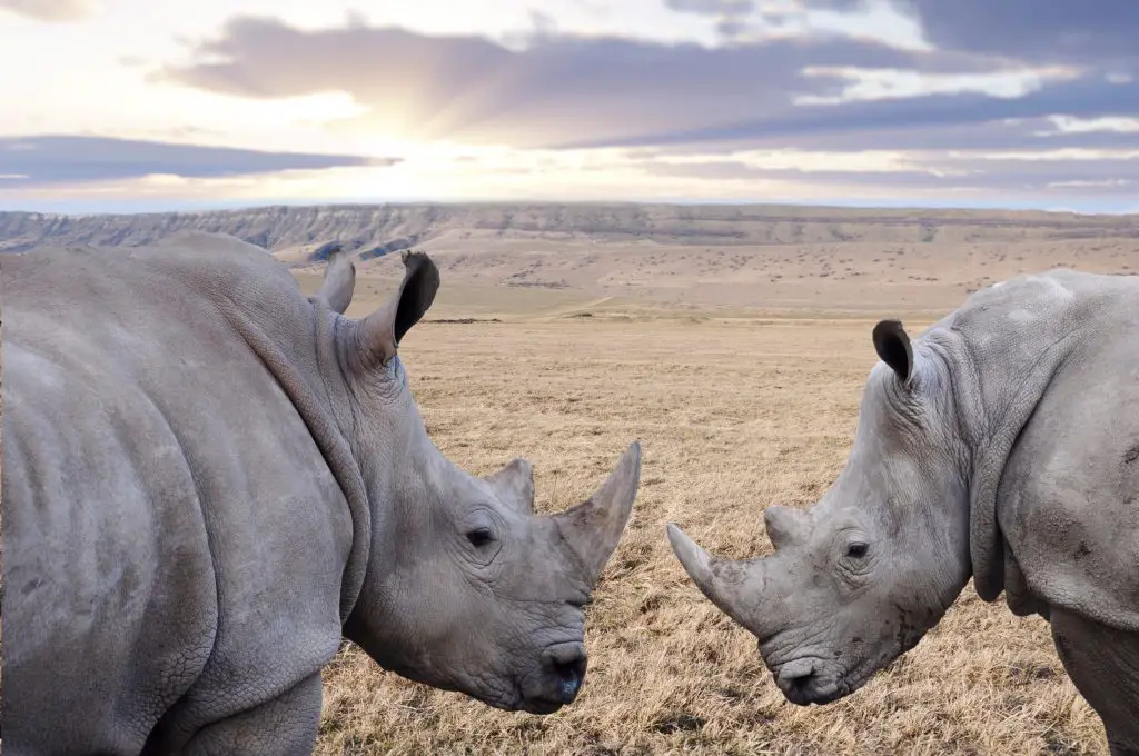 Can A Hippo Kill A Rhino? Hippo vs Rhino 3 rhinos TBZF4RC