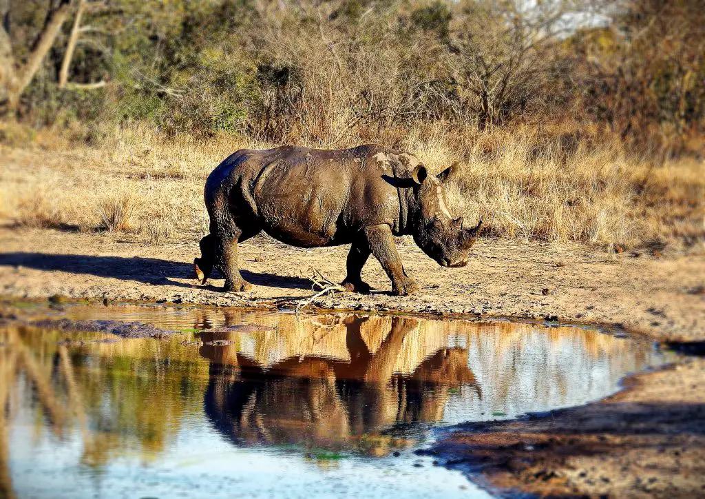 Do Rhinos Have Predators? ???? 3 save the rhino GDB8XG5