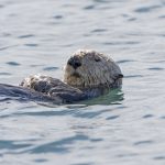sea otter close up P7RS28J