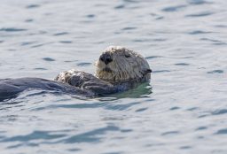 sea otter close up P7RS28J scaled e1632771764721