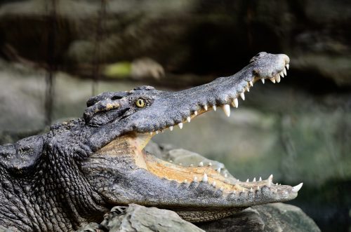 20 Of The Deadliest Animals in the World (Incl. Surprises) 8 siamese crocodile 2021 08 26 16 00 23 utc scaled e1656973314689