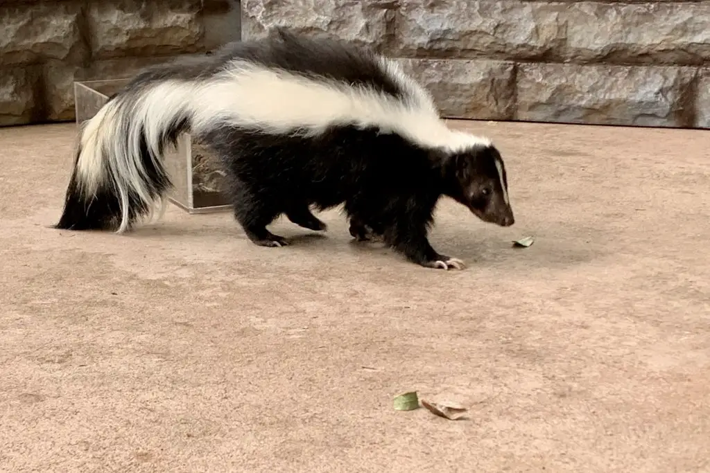 skunk black and white striped forest animal walkin Z74FEWU