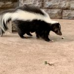 skunk black and white striped forest animal walkin Z74FEWU